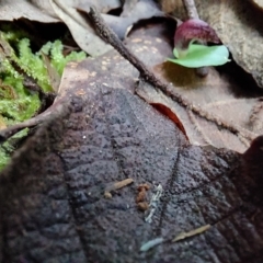 Corysanthes hispida (Bristly Helmet Orchid) at Paddys River, ACT - 15 Apr 2023 by Venture