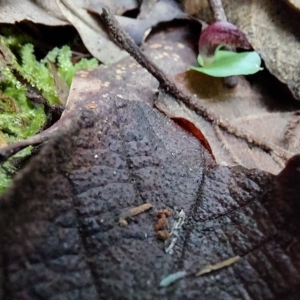 Corysanthes hispida at Paddys River, ACT - suppressed