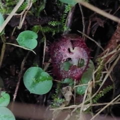 Corysanthes hispida (Bristly Helmet Orchid) at Tidbinbilla Nature Reserve - 15 Apr 2023 by Venture