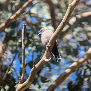 Artamus cyanopterus at Big Springs, NSW - 13 Apr 2023 10:01 AM
