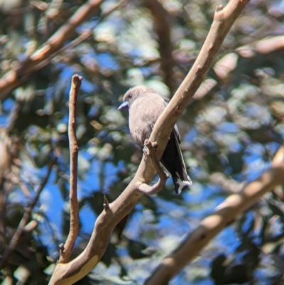 Artamus cyanopterus (Dusky Woodswallow) at Livingstone National Park - 13 Apr 2023 by Darcy