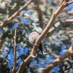 Artamus cyanopterus at Big Springs, NSW - 13 Apr 2023 10:01 AM