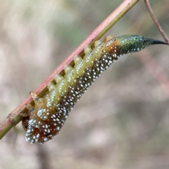 Lophyrotoma interrupta (Cattle Poisoning Sawfly) at Nicholls, ACT - 15 Apr 2023 by Hejor1