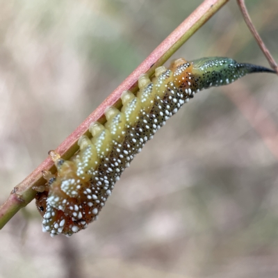 Lophyrotoma interrupta (Cattle Poisoning Sawfly) at Nicholls, ACT - 15 Apr 2023 by Hejor1