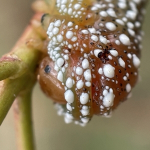 Lophyrotoma interrupta at Nicholls, ACT - 15 Apr 2023