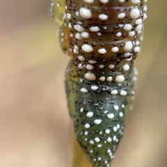 Lophyrotoma interrupta at Nicholls, ACT - 15 Apr 2023