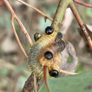 Lophyrotoma interrupta at Nicholls, ACT - 15 Apr 2023