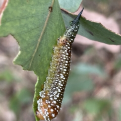 Lophyrotoma interrupta at Nicholls, ACT - 15 Apr 2023