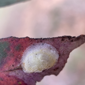 Cardiaspina sp. (genus) at Nicholls, ACT - 15 Apr 2023