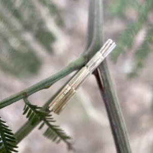 Lepidoscia arctiella at Nicholls, ACT - 15 Apr 2023