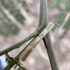 Lepidoscia arctiella at Nicholls, ACT - 15 Apr 2023