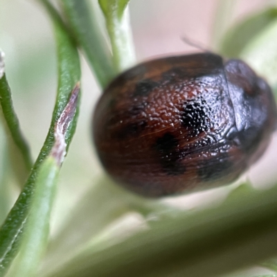 Trachymela sp. (genus) (Brown button beetle) at Nicholls, ACT - 15 Apr 2023 by Hejor1