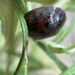 Trachymela sp. (genus) at Palmerston, ACT - 15 Apr 2023