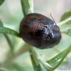 Trachymela sp. (genus) at Nicholls, ACT - 15 Apr 2023 03:49 PM