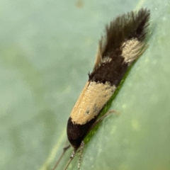 Opogona comptella (A fungus moth) at Nicholls, ACT - 15 Apr 2023 by Hejor1