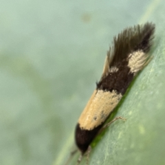 Opogona comptella at Nicholls, ACT - 15 Apr 2023