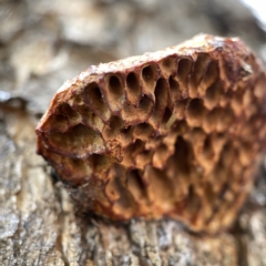 Hexagonia vesparia (Wasp Nest Polypore) at Nicholls, ACT - 15 Apr 2023 by Hejor1