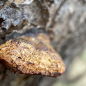 Hexagonia vesparia at Nicholls, ACT - 15 Apr 2023