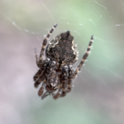 Socca pustulosa (Knobbled Orbweaver) at Gungahlin Pond - 15 Apr 2023 by Hejor1