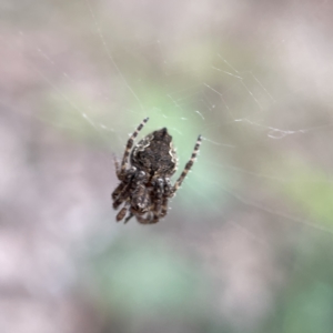 Socca pustulosa at Nicholls, ACT - 15 Apr 2023