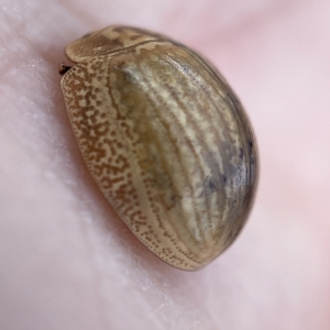 Paropsisterna sp. (genus) at Nicholls, ACT - 15 Apr 2023