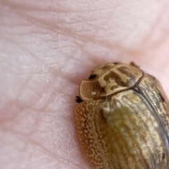 Paropsisterna sp. (genus) at Nicholls, ACT - 15 Apr 2023