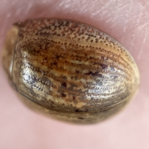 Paropsisterna sp. (genus) at Nicholls, ACT - 15 Apr 2023