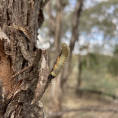 Pseudoperga sp. (genus) (Sawfly, Spitfire) at Nicholls, ACT - 15 Apr 2023 by Hejor1