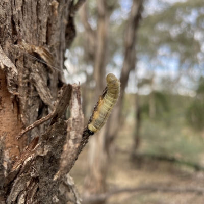 Pseudoperga sp. (genus) (Sawfly, Spitfire) at Nicholls, ACT - 15 Apr 2023 by Hejor1