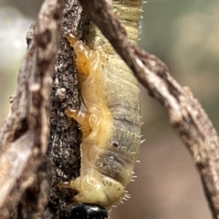 Pseudoperga sp. (genus) at Nicholls, ACT - 15 Apr 2023