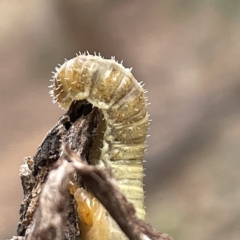 Pseudoperga sp. (genus) at Nicholls, ACT - 15 Apr 2023