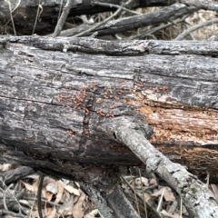 zz jelly-like puzzles at Nicholls, ACT - 15 Apr 2023