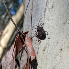 Poecilometis patruelis (Gum Tree Shield Bug) at Big Springs, NSW - 13 Apr 2023 by Darcy