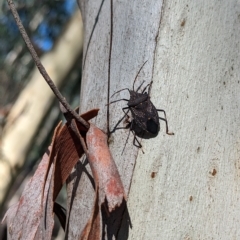 Unidentified Shield, Stink or Jewel Bug (Pentatomoidea) at Big Springs, NSW - 13 Apr 2023 by Darcy