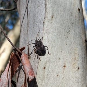 Poecilometis patruelis at Big Springs, NSW - 13 Apr 2023 10:13 AM