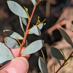 Acacia buxifolia subsp. buxifolia (Box-leaf Wattle) at Livingstone National Park - 13 Apr 2023 by Darcy