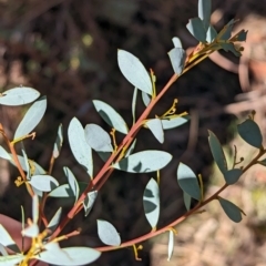 Acacia buxifolia subsp. buxifolia at Big Springs, NSW - 13 Apr 2023 10:23 AM