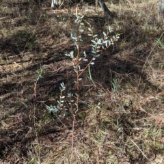 Acacia buxifolia subsp. buxifolia at Big Springs, NSW - 13 Apr 2023 10:23 AM