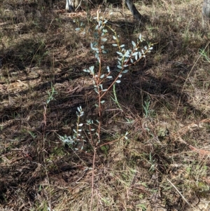 Acacia buxifolia subsp. buxifolia at Big Springs, NSW - 13 Apr 2023