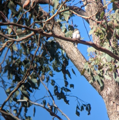 Microeca fascinans (Jacky Winter) at Big Springs, NSW - 13 Apr 2023 by Darcy