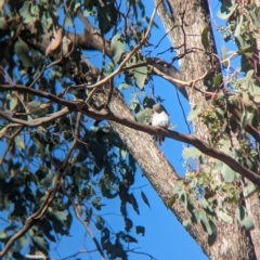 Microeca fascinans at Big Springs, NSW - 13 Apr 2023 11:02 AM