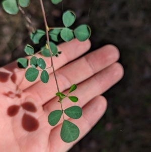 Goodia lotifolia at Big Springs, NSW - 13 Apr 2023