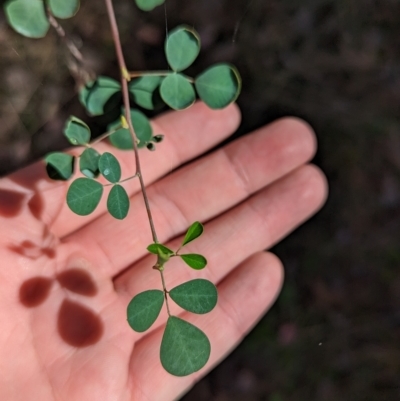 Goodia lotifolia (Golden Tip) at Big Springs, NSW - 13 Apr 2023 by Darcy