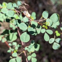 Goodia medicaginea at Livingstone National Park - 13 Apr 2023