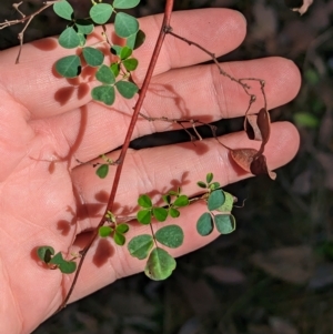 Goodia lotifolia at Big Springs, NSW - 13 Apr 2023