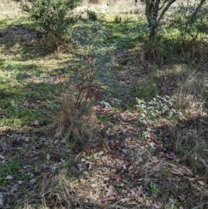 Goodia lotifolia at Big Springs, NSW - 13 Apr 2023
