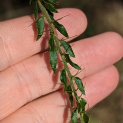Acacia paradoxa (Kangaroo Thorn) at Big Springs, NSW - 13 Apr 2023 by Darcy