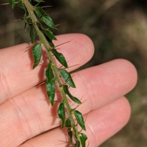 Acacia paradoxa at Big Springs, NSW - 13 Apr 2023