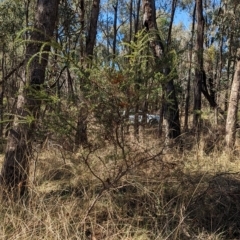 Acacia paradoxa at Big Springs, NSW - 13 Apr 2023