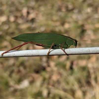 Unidentified Katydid (Tettigoniidae) at Big Springs, NSW - 13 Apr 2023 by Darcy